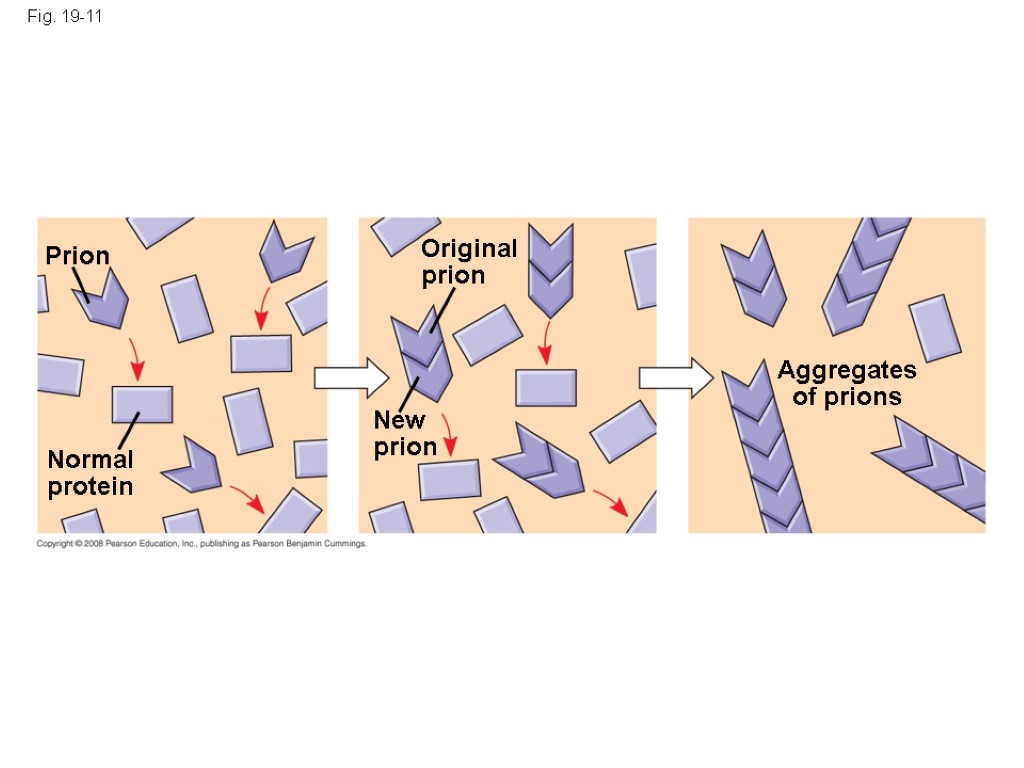 Fig. 19-11 Prion Normal protein Original prion New prion Aggregates of prions